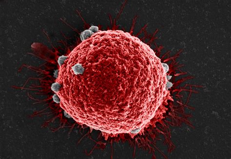 A new weapon for the war on cancer: a broad-spectrum circulating tumor cell capture agent for ...
