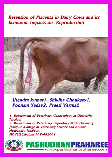 Retention of Placenta in Dairy Cows and its Economic Impacts on Reproduction – Pashudhan praharee