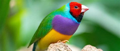 10 Most Beautiful Birds In The World - AZ Animals