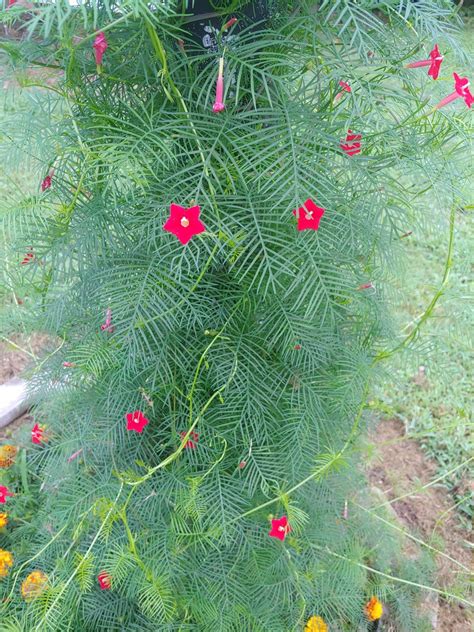 20 Red Cypress Hummingbird Vine Seeds - Etsy