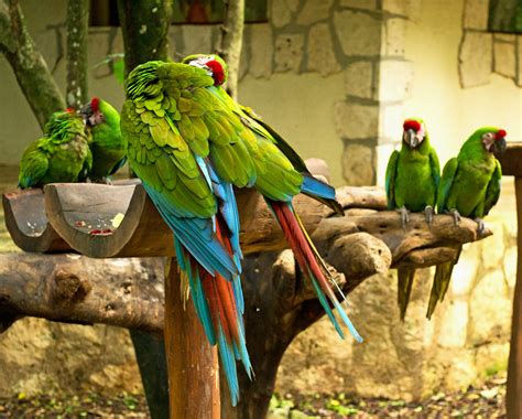 Xcaret Parrots | Parrots in Xcaret Mexico | Robert McGoldrick | Flickr