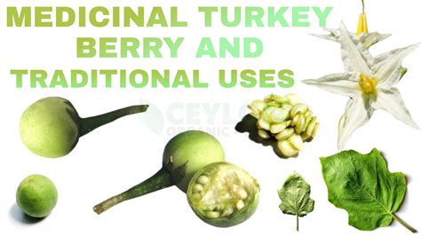 Medicinal Turkey Berry and Traditional Uses - Ceylon Organic Taste