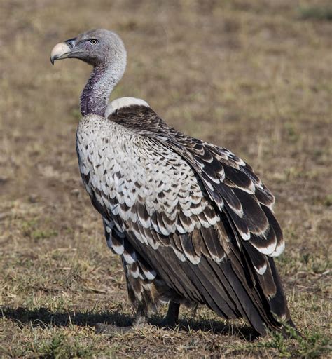 Ruppell's Vulture - Owen Deutsch Photography