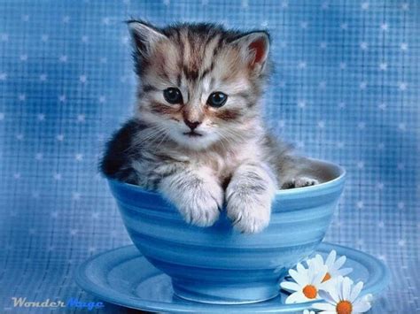 Kitten in a cup | Kitten wallpaper, Kittens cutest, Cute animals