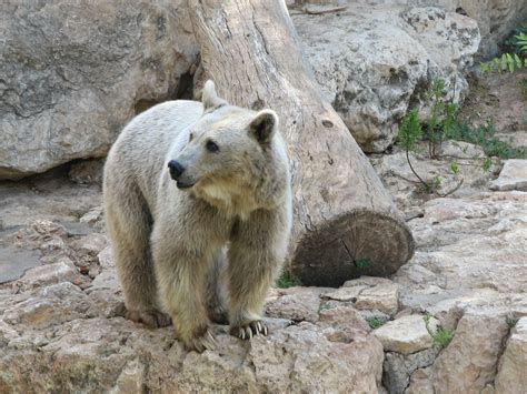 Syrian brown bear – Bear Conservation