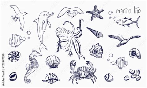 Sea Creatures Drawings