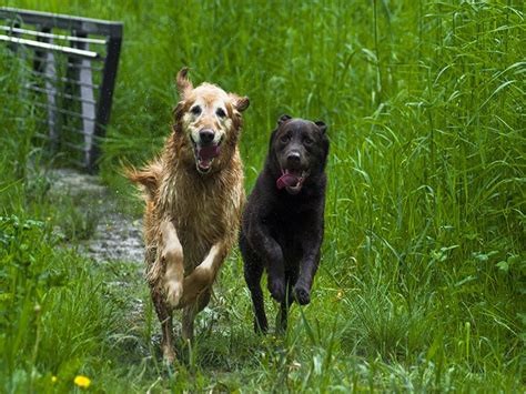 Pet-Friendly Things to Do in Blue Ridge, GA | Georgia Cabins For You