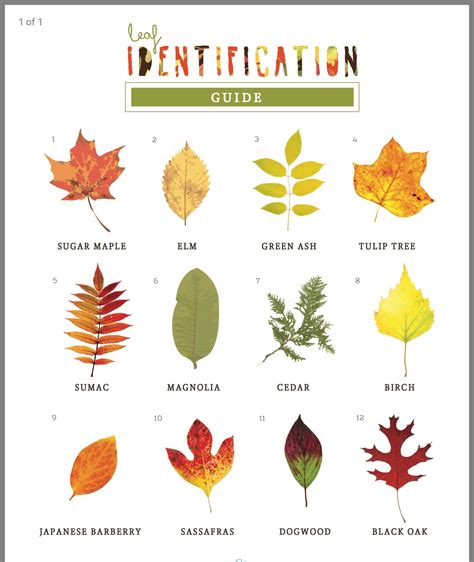 Maple tree types by leaf - mensshe