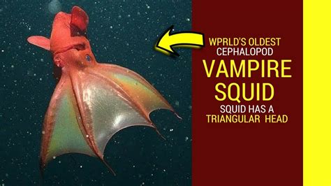 Vampire squid facts for kids Vampire squid planet earth Vampire squid fun facts - YouTube