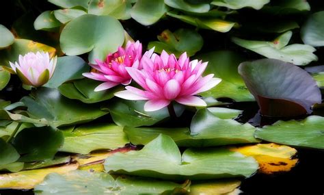 water lilies, water, leaves Wallpaper, HD Flowers 4K Wallpapers, Images, Photos and Background ...