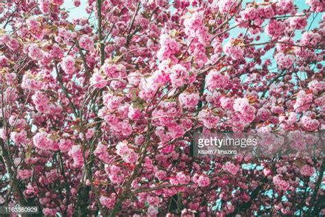 56 Cherry Blossom Jeju Stock Photos, High-Res Pictures, and Images - Getty Images