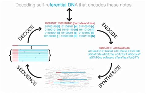 Operating system and a movie, among others, stored in DNA with no ...