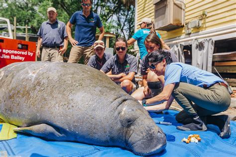 Manatee Rescue_05032019__18 - ZooTampa at Lowry Park