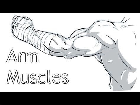 Anime Arm Muscle Reference - Skybird Wallpaper