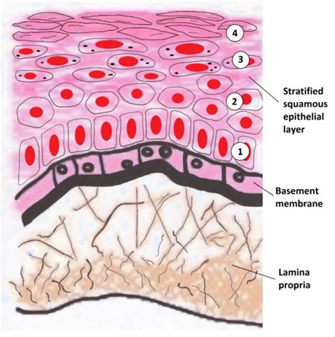 Membrana basal: características, estructura y funciones