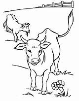 Cattle Coloring Pages Free Printable PDF sketch template
