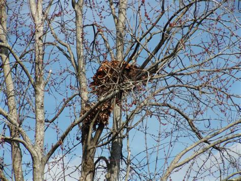 Squirrel Nest stock photo. Image of trees, nature, nest - 54363068