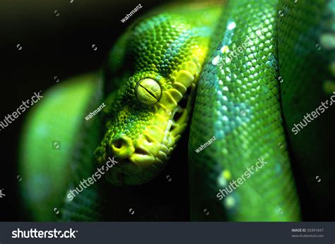 Green Tree Python Stock Photo 50391847 | Shutterstock