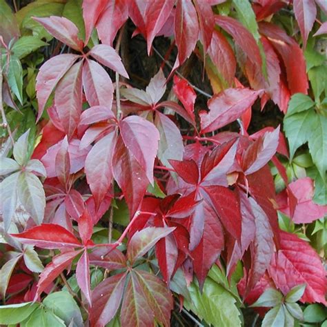 Parthenocissus quinquefolia | Farmyard Nurseries