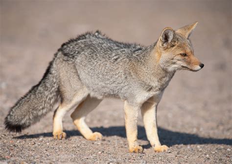 Patagonian Grey Fox in desert landscape.