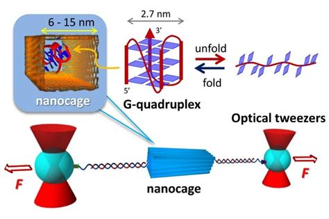 Building Nanocages can Help Observe G-Quadruplex Biomolecules