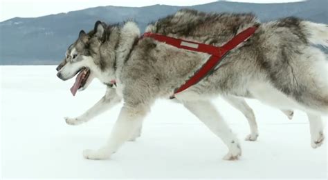 Canadian Inuit Dogs | vlr.eng.br