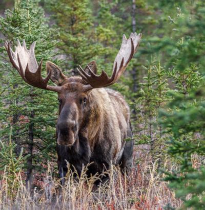 Moose Hunting Season in Alaska! - Felix Paydirt's Gourmet Gold