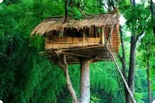 Wayanad - Tree House Service Provider from Malappuram