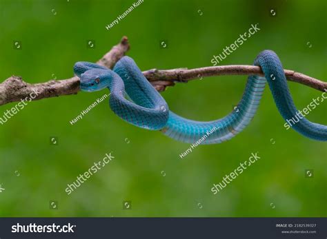 Trimeresurus Insularis Pit Viper Native Indonesia Stock Photo ...