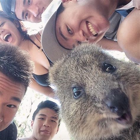 The 'Quokka Selfie'-Just Look At That Grin | Travels And Living