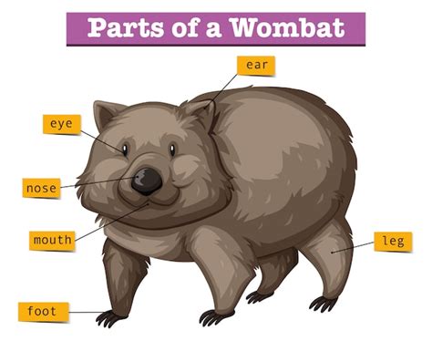 Free Vector | Diagram showing parts of wombat