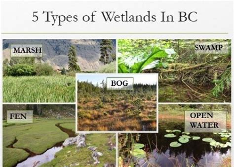 Lesson 5- Transect Layout & Wetland Classification - Province of ...