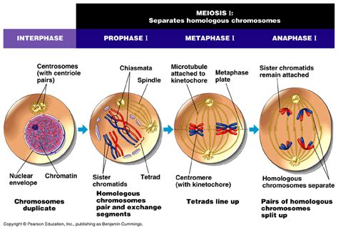 Siklus Sel Fase Istirahat Dan Mitosis - Riset