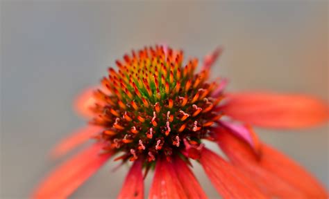 Sun Hat Flower Close Up - Free photo on Pixabay - Pixabay