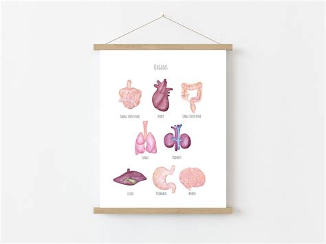 Organs Poster Human Anatomy Digital Download Classroom Wall Art ...