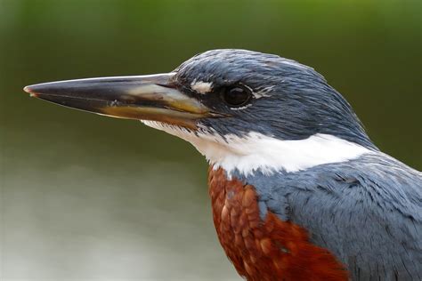 Ringed Kingfisher | Audubon Field Guide