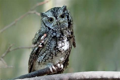 Owl Hooting at Night Meaning and Significance - Smart Sleeping Tips