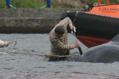 Graphic images of whale slaughter in the Faroe Islands - Ocean Sentry