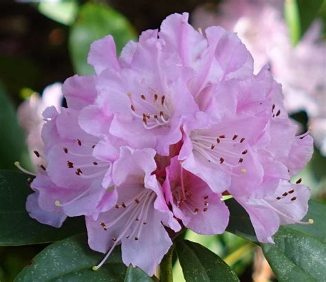 The Beautiful Rhododendron! Washington’s State Flower – Cats and Trails ...