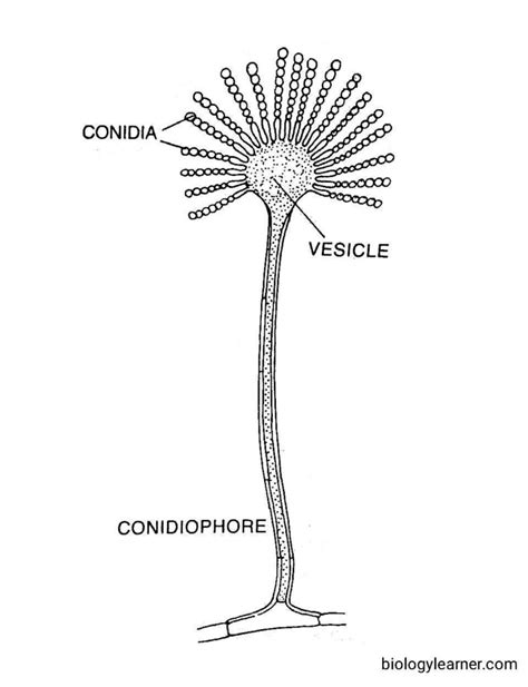 Aspergillus: Occurrence, Structure, Reproduction