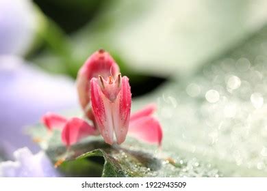 537 Orchid mantis camouflage Images, Stock Photos & Vectors | Shutterstock