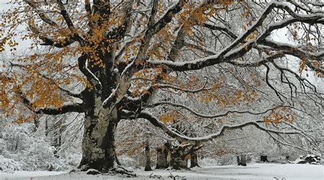 What Are the Common Causes of Winter Damage to Trees? | TreeNewal