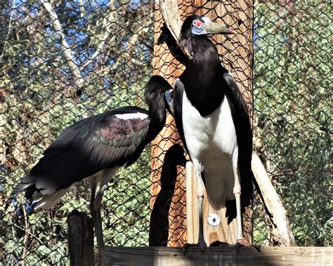 See my other photos in this grouping from WWZ's African Walkthrough Aviary. These smallest of ...