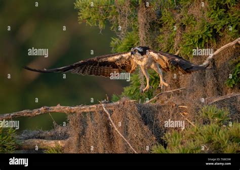 Osprey in Florida Stock Photo - Alamy