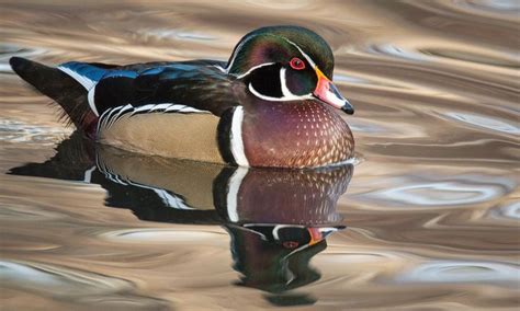 Wood Duck - | Birds of North America Online | Wood ducks, Birds, Beautiful birds