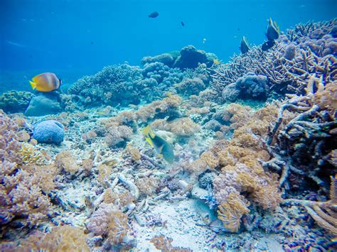 Manta Ray Snorkeling on Nusa Lembongan - Bold Travel