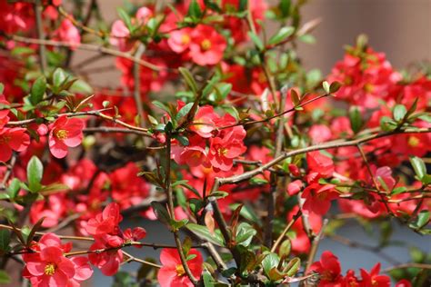 flowering quince Red Flowers, Spring Flowers, Flowering Quince, Rose Family, Bee Friendly ...