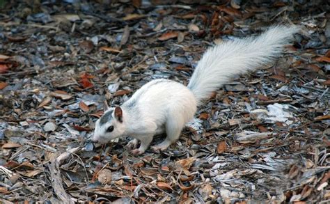 9.) Hello Mr. Piebald Squirrel. | Rare animals, Melanistic animals, Animals