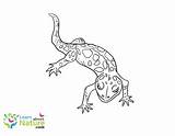 Gecko Coloring Pages Archives  Learn About Nature sketch template