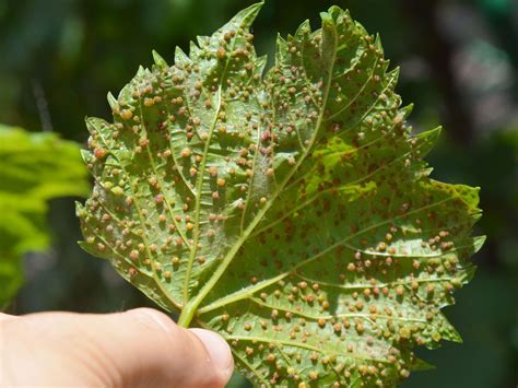 Phylloxera Vastatrix "Devastator of Vines"